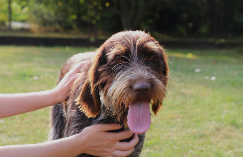 female hands petting Cesky Fousek dog outdoor