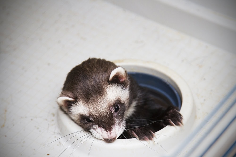 ferret tunnel crawls through a hole