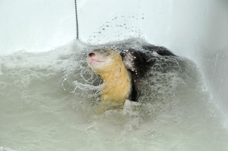 ferret enjoying an indoor bath