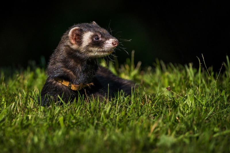 ferret in the meadow