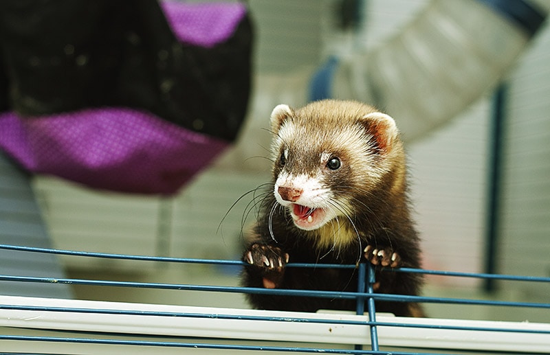 ferret inside the cage