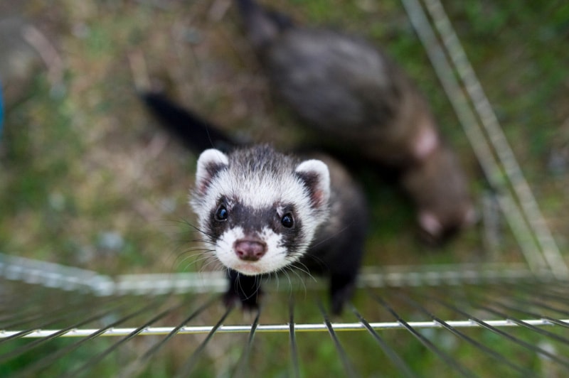 ferret looking up in the playpen