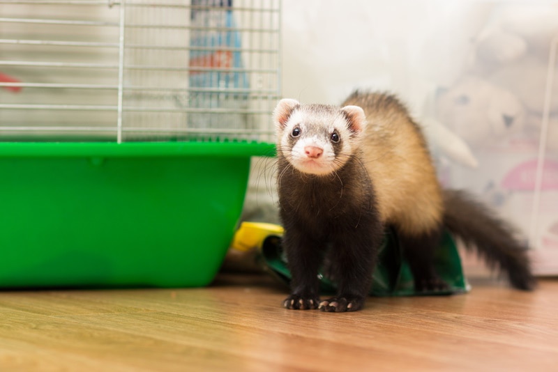 ferret near cage