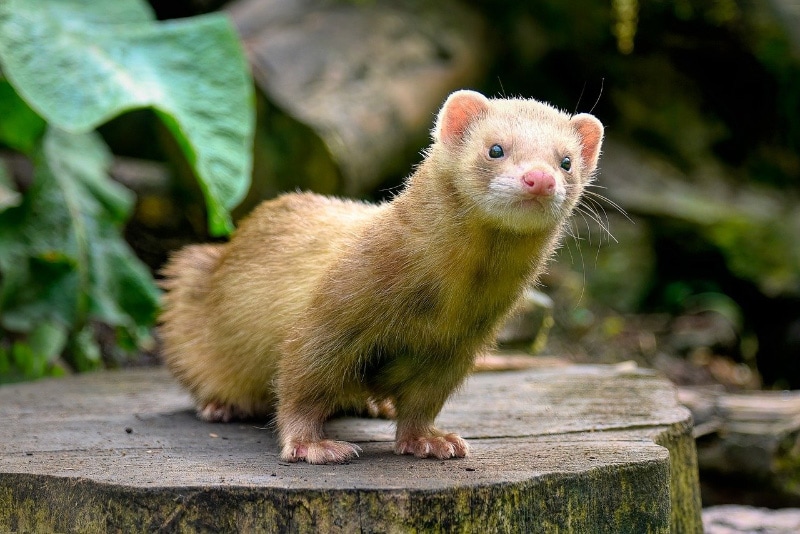 ferret on tree trunk in the wild
