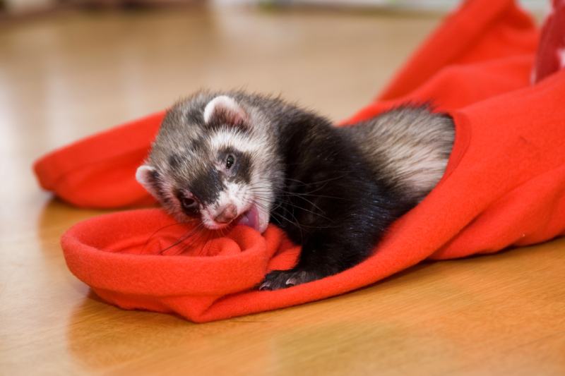 ferret playing in a red toy maze