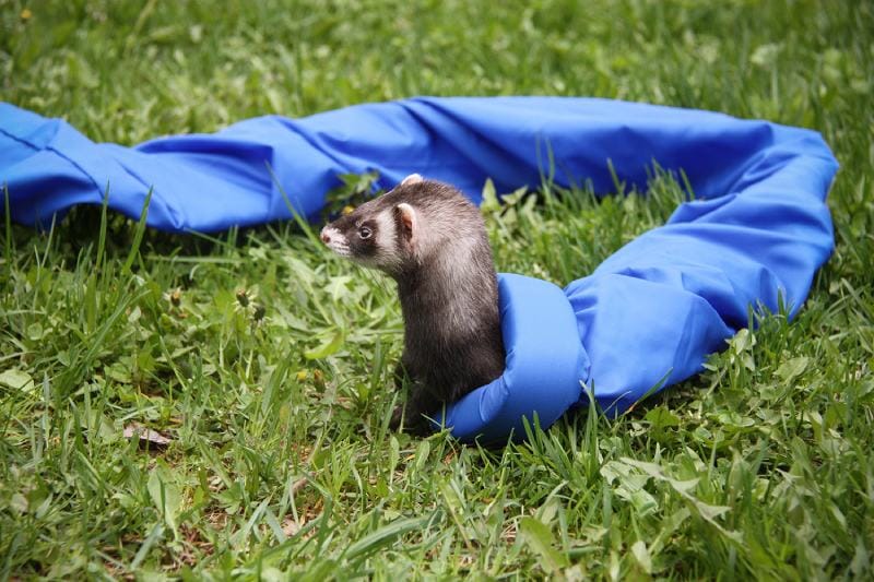 ferret playing in the grass with long blue tunnel toy