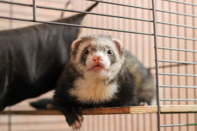 ferret resting in the cage