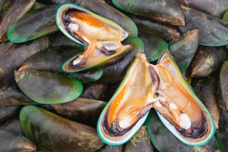 fresh green lipped mussels