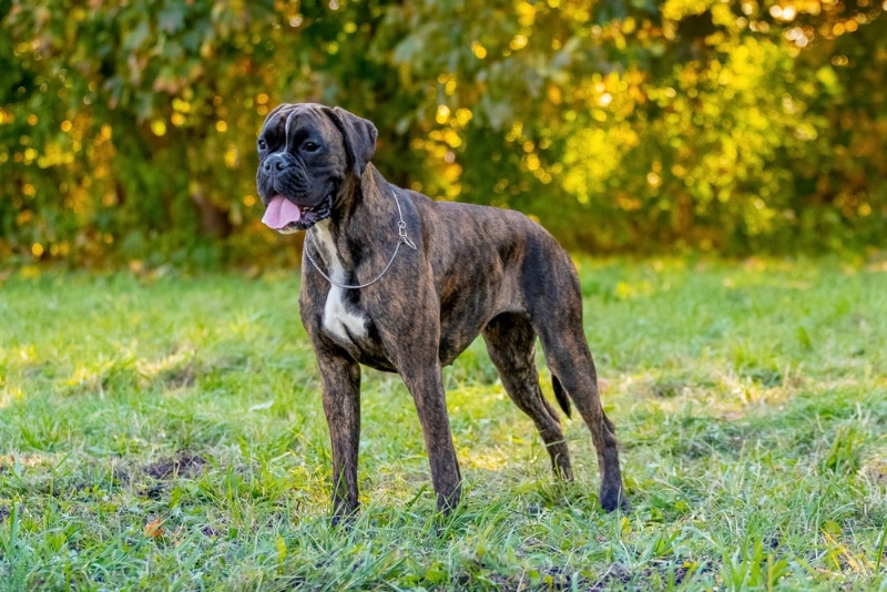 german boxer dog standing on grass