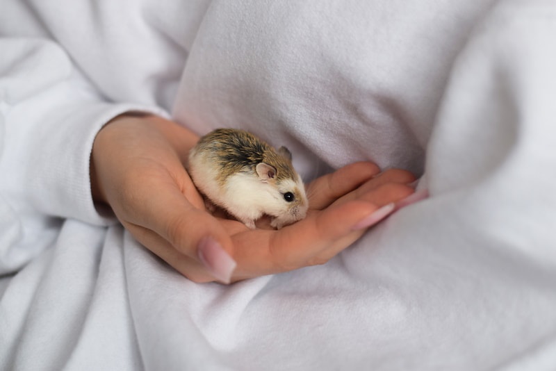 Why Do Hamsters Die So Easily? Health Issues Explained