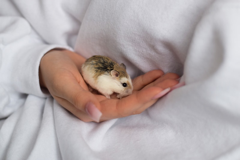 11 Causes of Sudden Death in Hamsters - PetHelpful