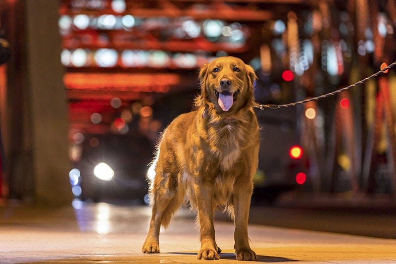 golden retriever dog going for a walk at night in the city