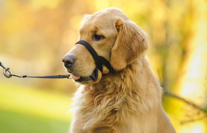 golden retriever with halti lead halter on outdoors