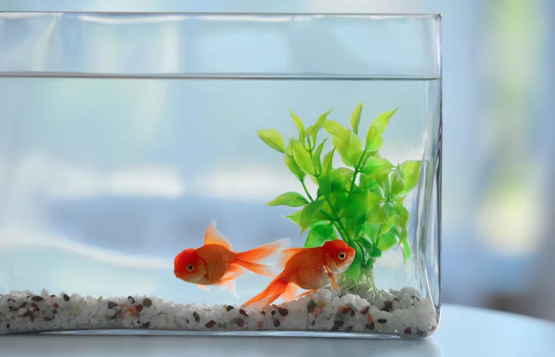 goldfish in small aquarium on table