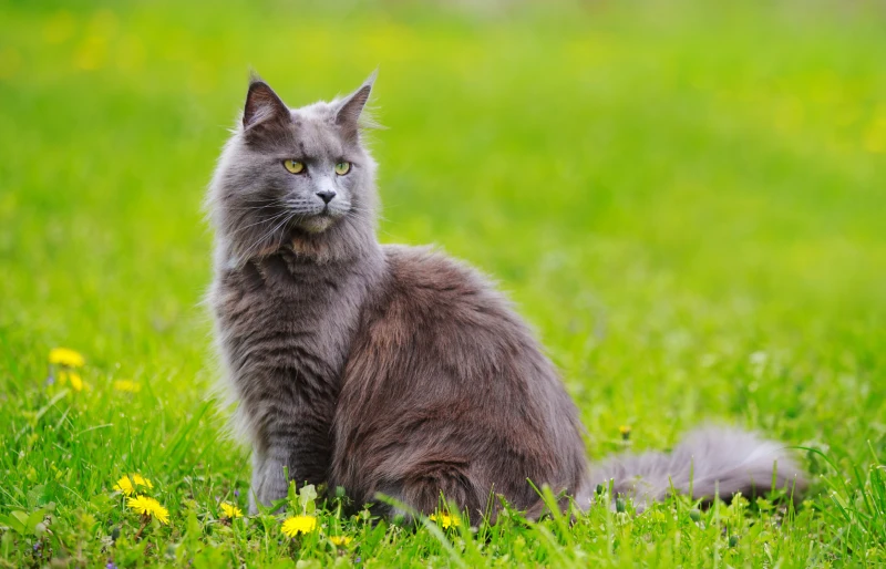 gray fluffy maine coon cat sitting on the grass outdoors