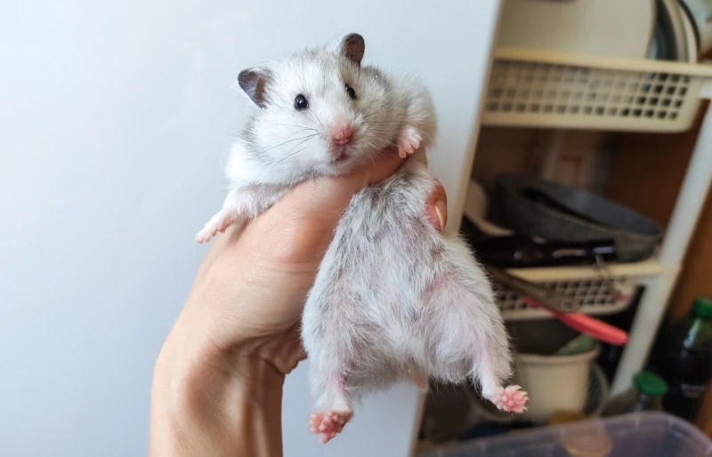 The Fascinating Variety of Syrian Hamster Colors