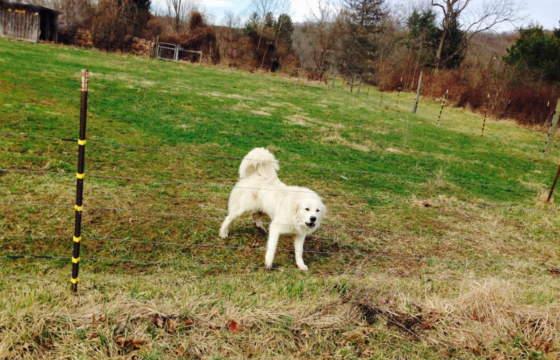 great pyrenees barking in a fenced field