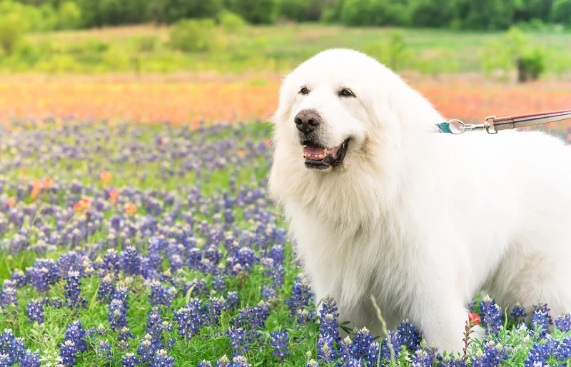 great pyrenees dog standing in the middle of bluebonnet and indian paintbrush field at springtime