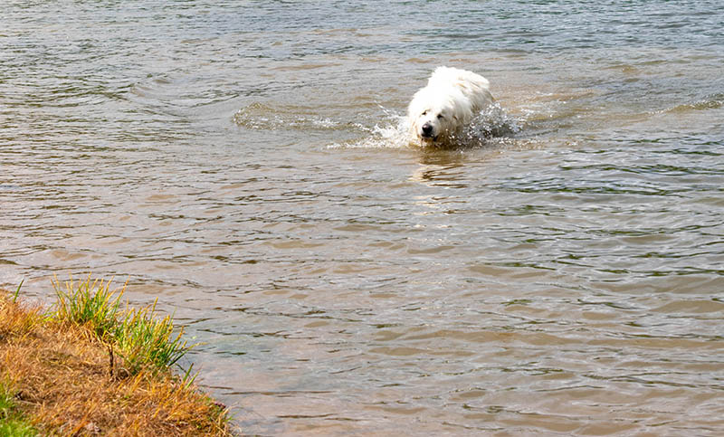 great pyrenees dog swimming in the lake