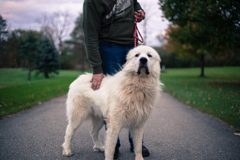 Great pyrenees hotsell leash training