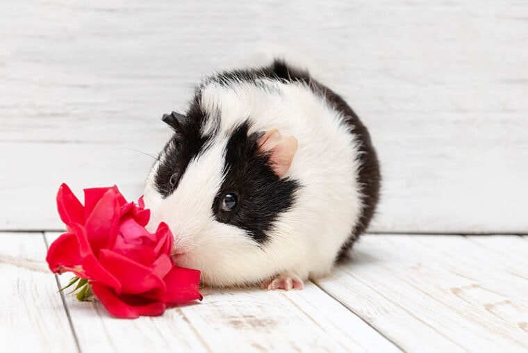Can Guinea Pigs Eat Rose Petals? VetApproved Nutrition Facts Hepper