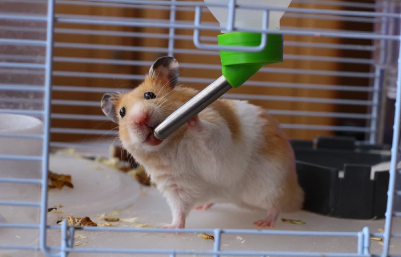 hamster in a cage drinking from a water bottle