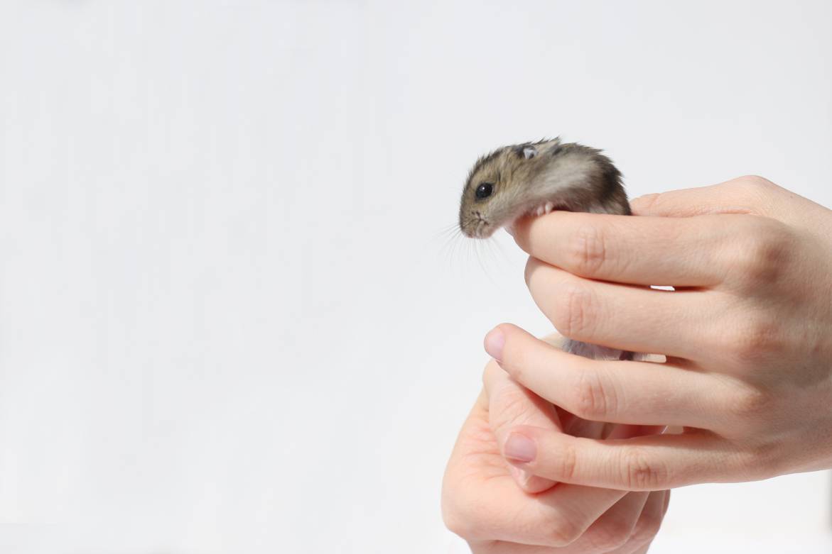 Can Hamsters Jump? Reasons, How & Why They Jump (VetVerified Info