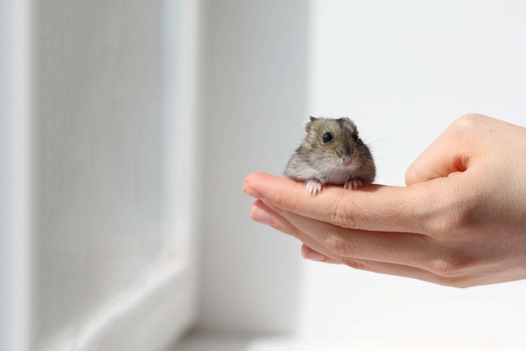 How to Potty Train a Hamster StepbyStep Guide Hepper