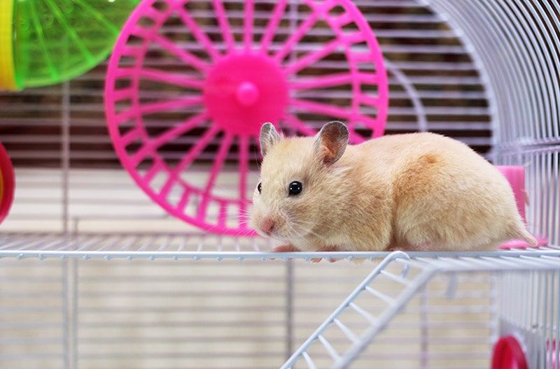 hamster resting inside the cage
