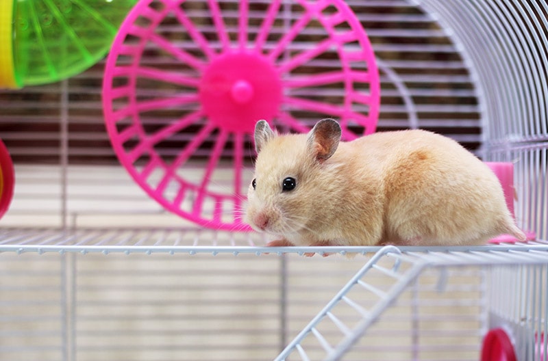 Pet of the week: The Syrian hamster, The Independent