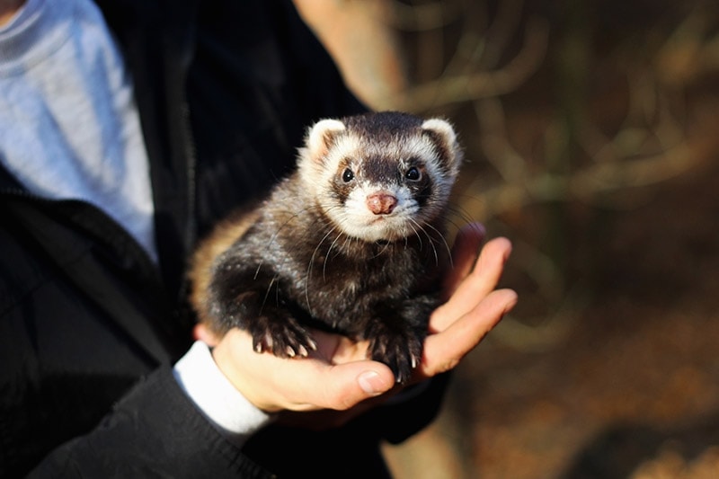 hand carrying a black sable ferret