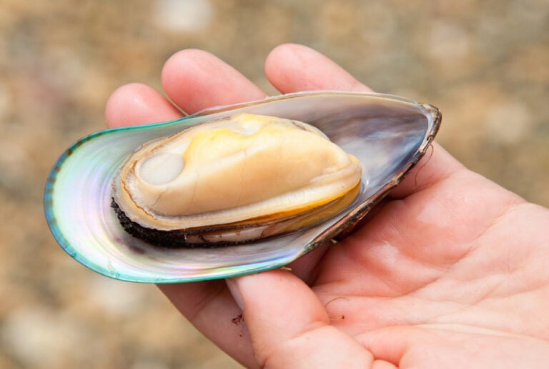 Green Lipped Mussel for Cats Vet Approved Pros, Cons & Benefits Hepper