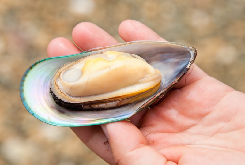 hand holding a green lipped mussel