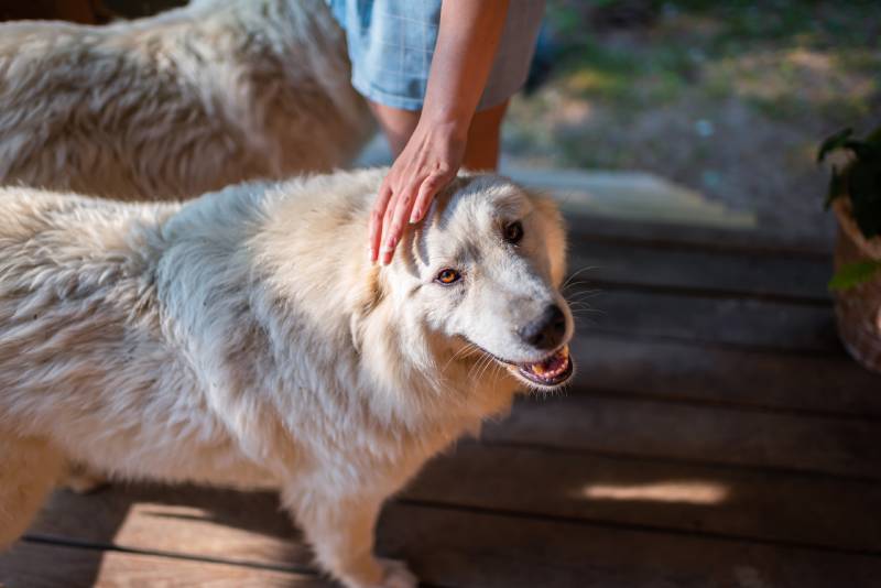 happy white great pyrenees dog looking up at camera with open mouth and person owner petting touching head outside at home wooden porch