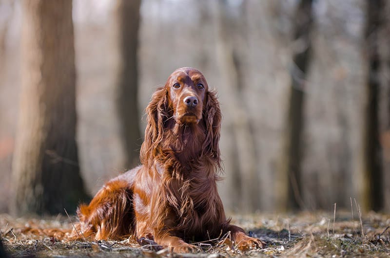 irish setter lying on the ground