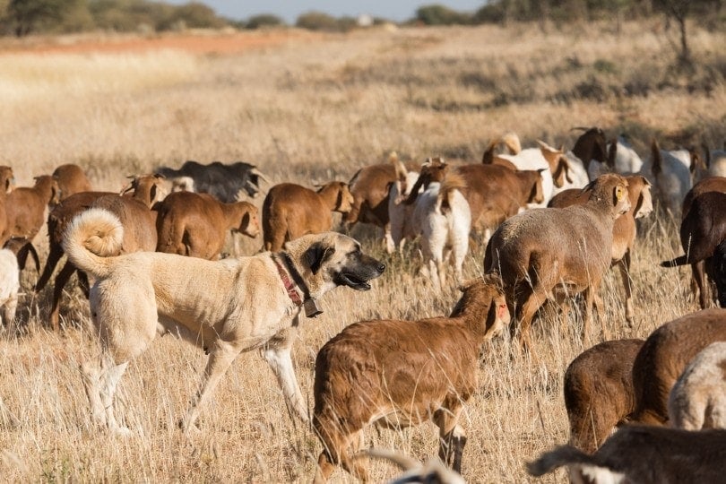 kangal dog guarding livestock