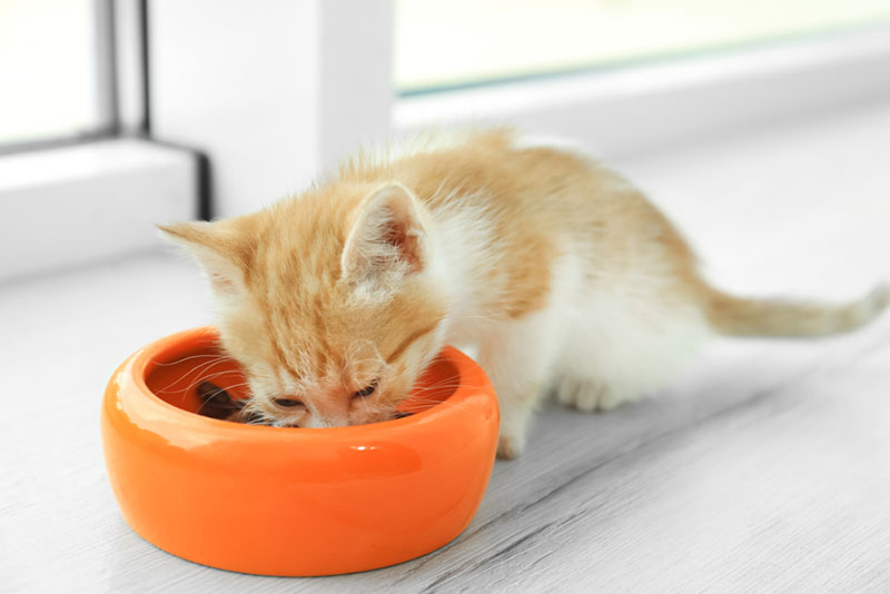 little kitten eating food from the feeding bowl little kitten eating food from the feeding bowl