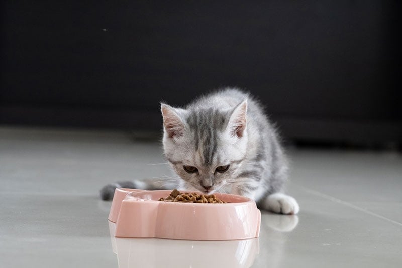 little kitten eating food from the feeding bowl little kitten eating food from the feeding bowl