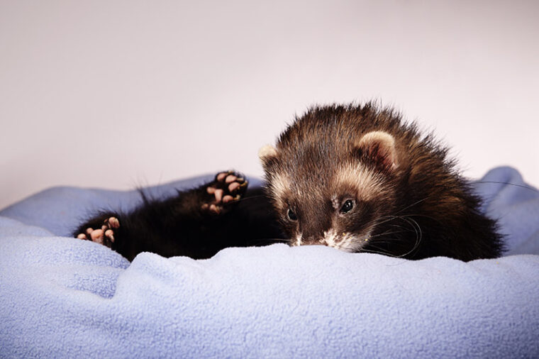 Black Sable Ferret: Info, Care, Pictures, Habitat & Traits | Hepper
