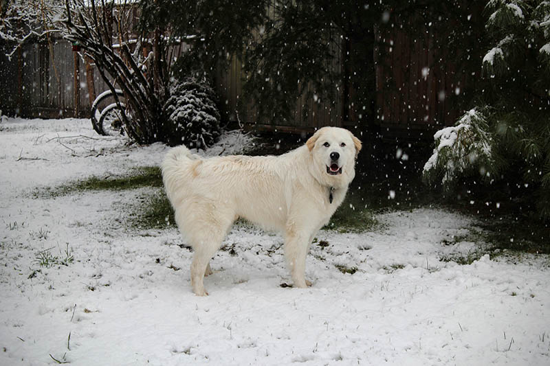 male great pyrenees dog playing in the snow