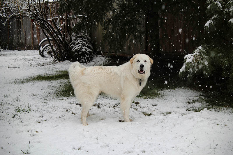 How to stop great pyrenees sales from barking