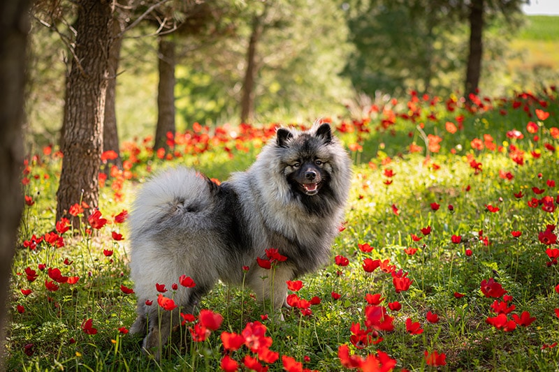 Male Keeshond on a flower Field