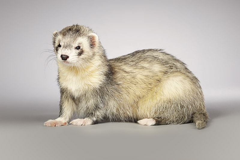 male silver ferret