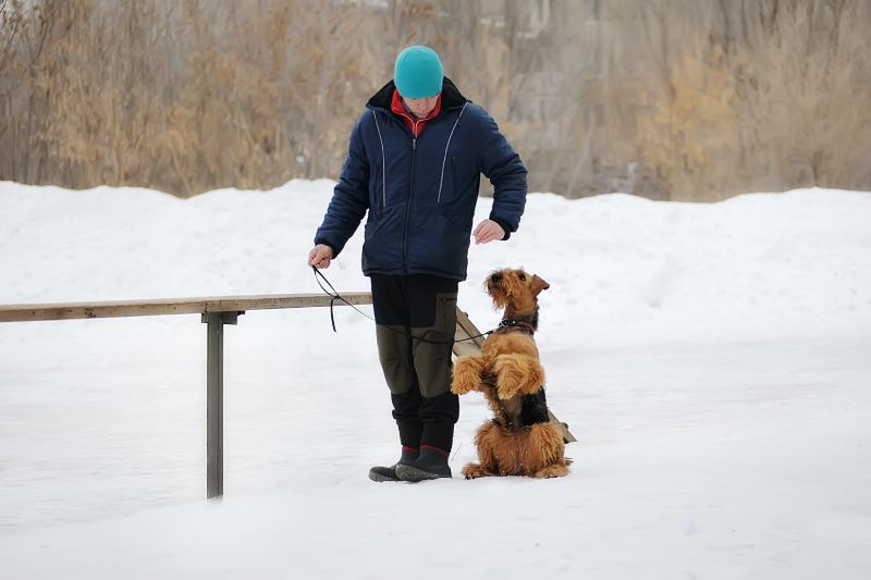 man is training an Airedale Terrier dog