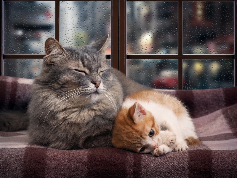 mother cat and kitten resting near window