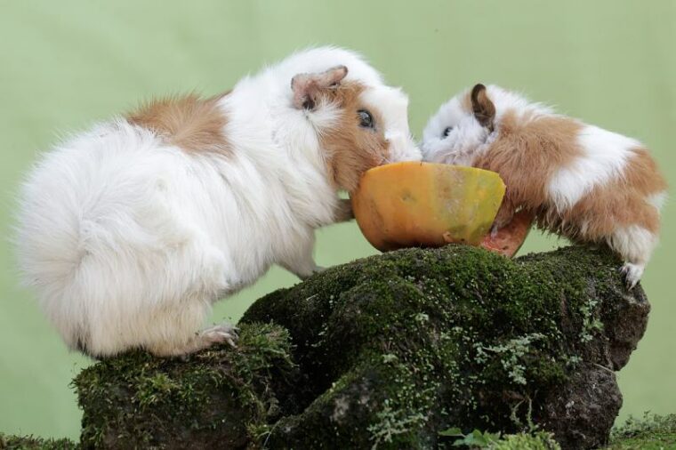 Amazing Can Guinea Pigs Eat Papaya Photo Collection Amazing Can Guinea Pigs Eat Papaya Photo Collection