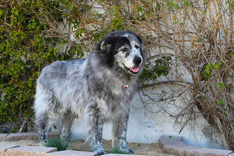 newfoundland great pyrenees dog mix in the garden