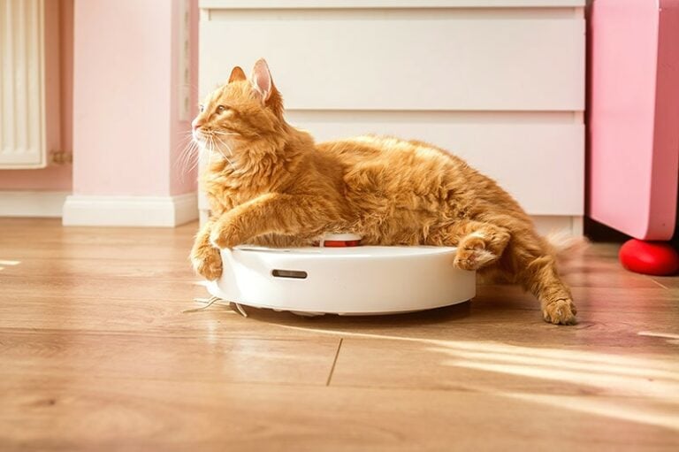 Why Do Cats Ride Roombas? Feline Behavior Explained Hepper