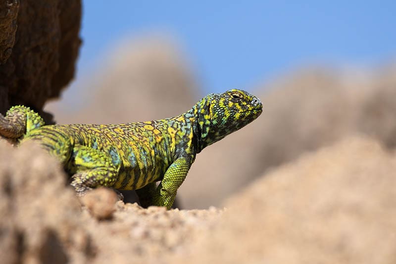 Ornate uromastyx in the wild
