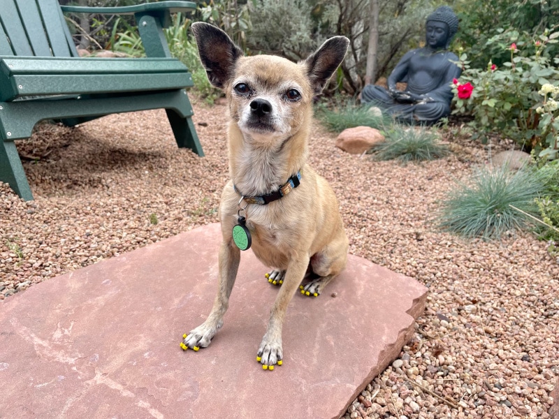 papyrus sitting on flagstone with toe grips on